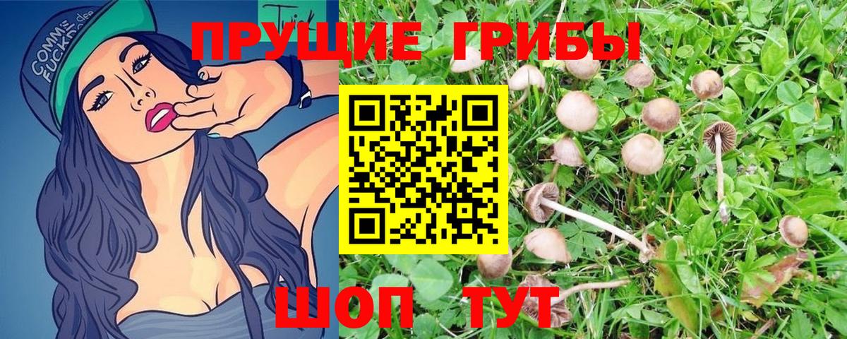 Галлюциногенные грибы Psilocybine cubensis Чайковский