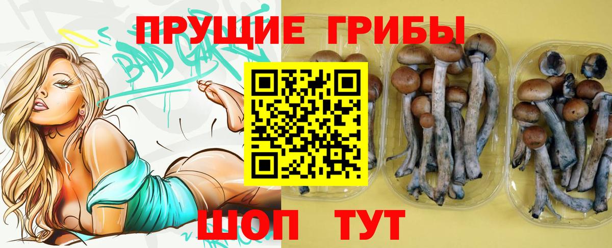 купить   Псилоцибиновые грибы Cubensis  Вход с VPN  Чайковский 